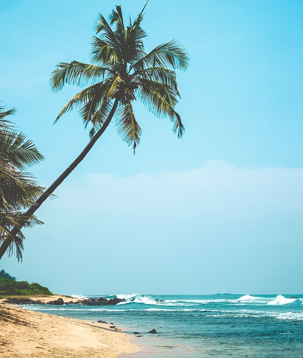 Beach Palmtree - Weligama