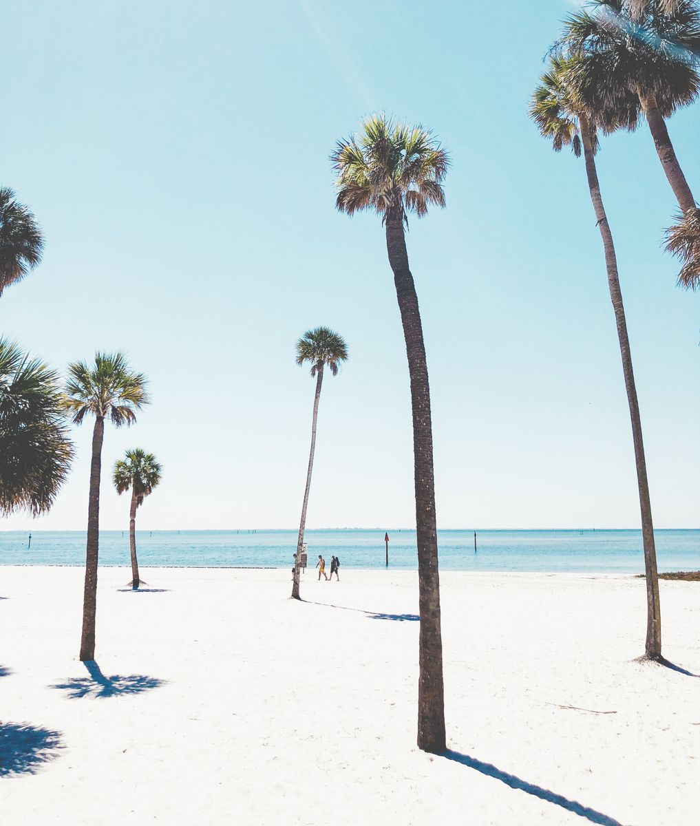 Palm Trees - Tampa